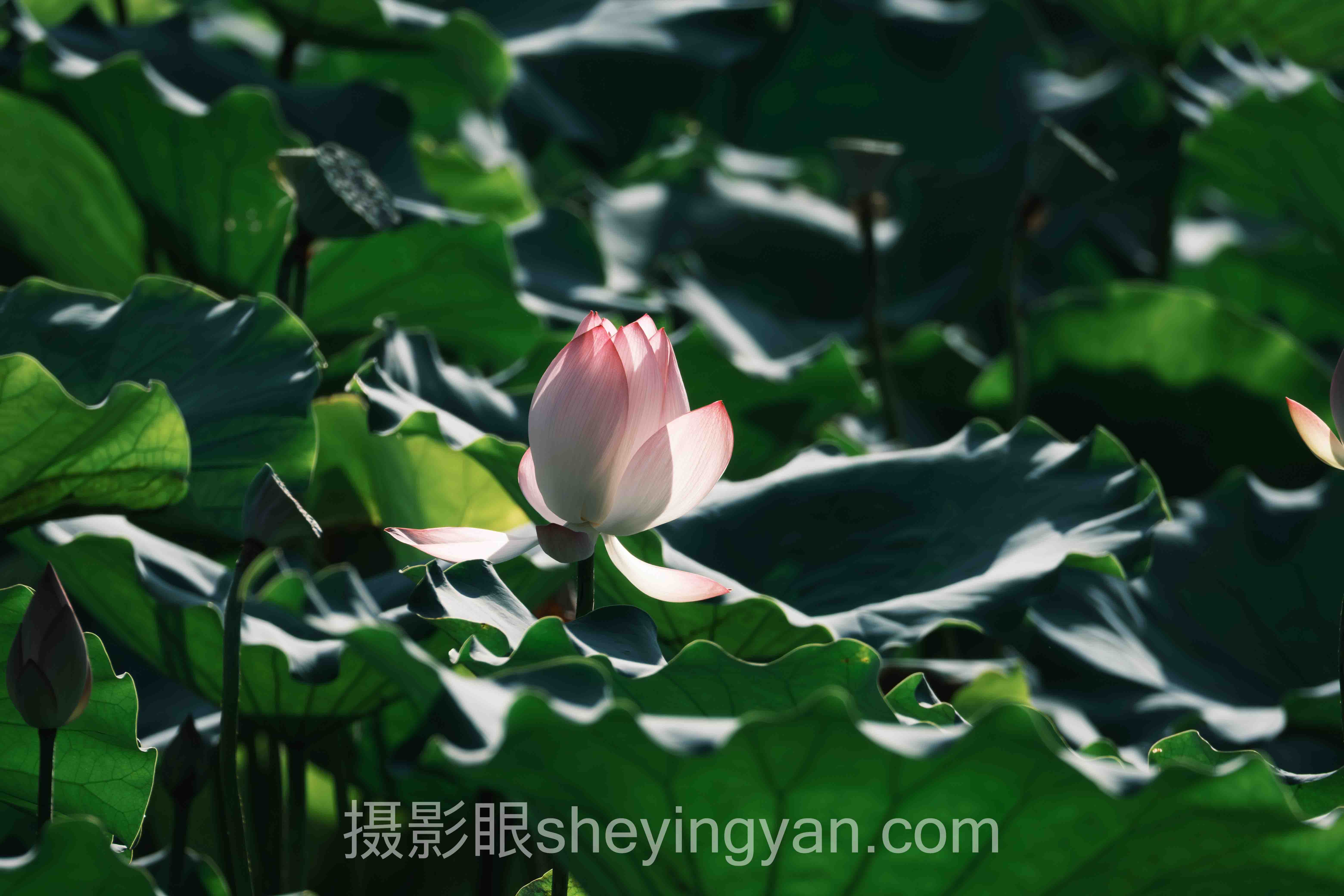 正午拍照技巧为何能重塑光影：99%摄影师避开的雷区恰恰是金矿