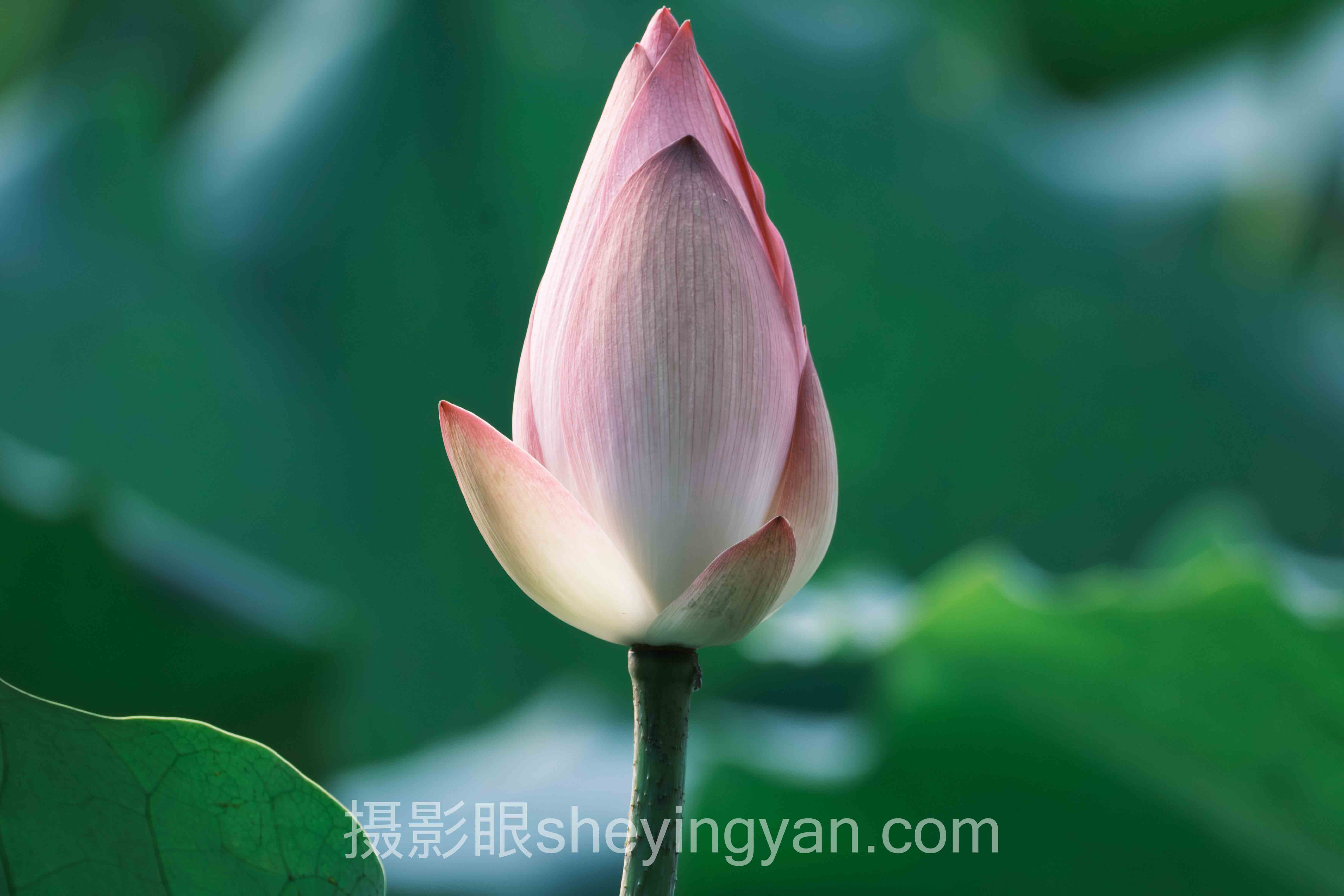 光线质感是什么：硬光控形 vs 柔光显质谁更胜一筹？