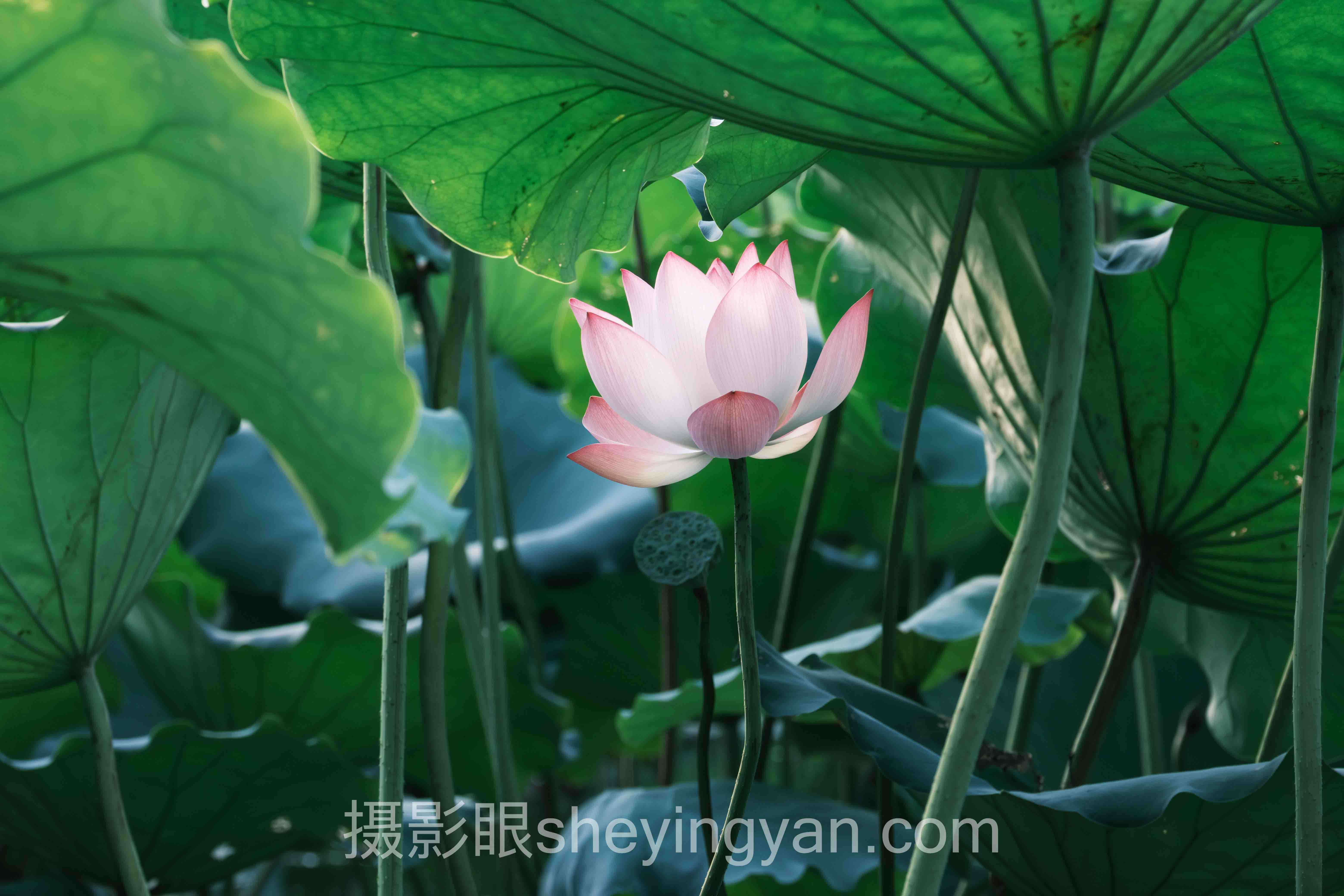 摄影新手常见误区完整指南:从入门到精通的5个步骤