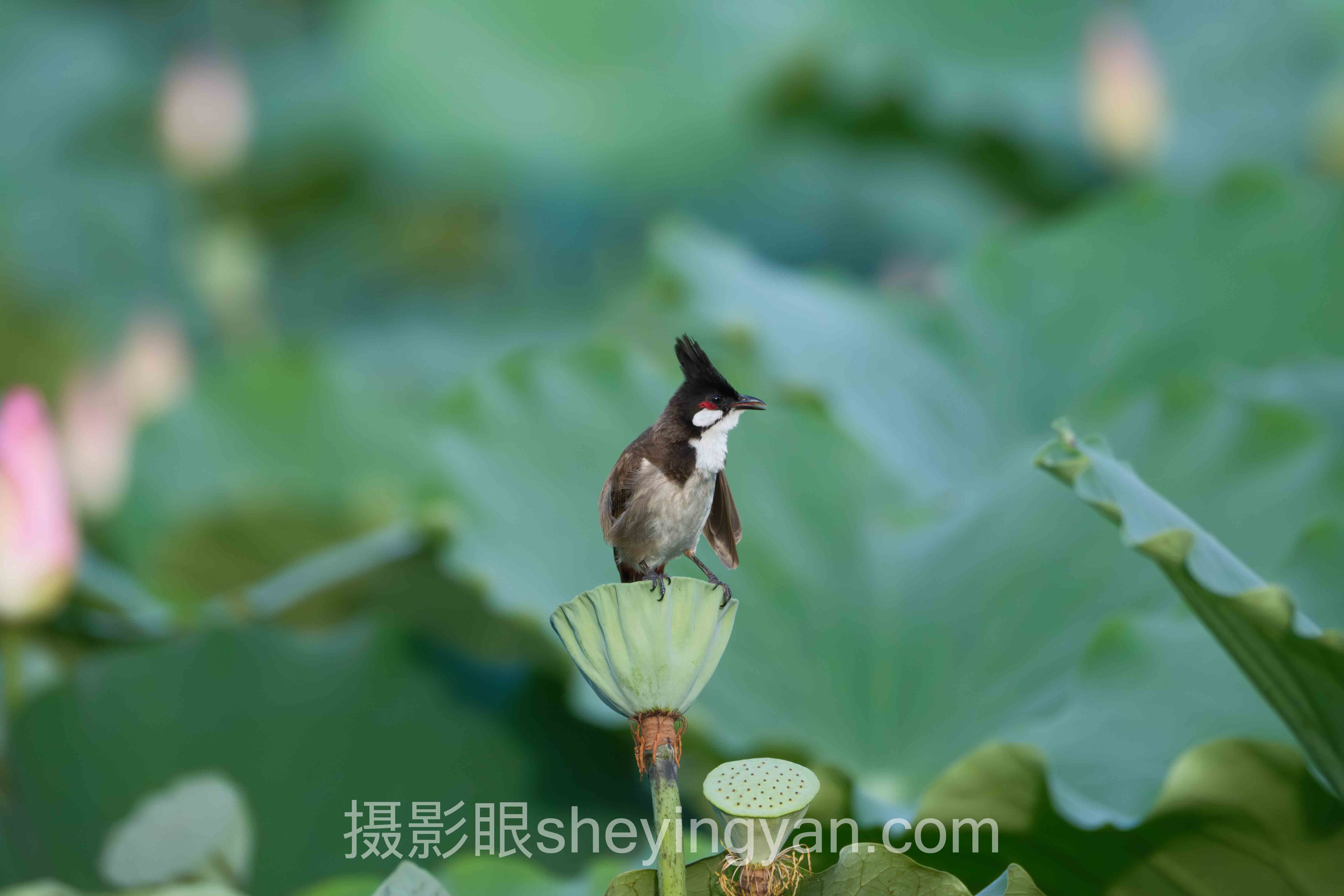 摄影新手必练的10个技巧全景解读:问题根源与破局之道