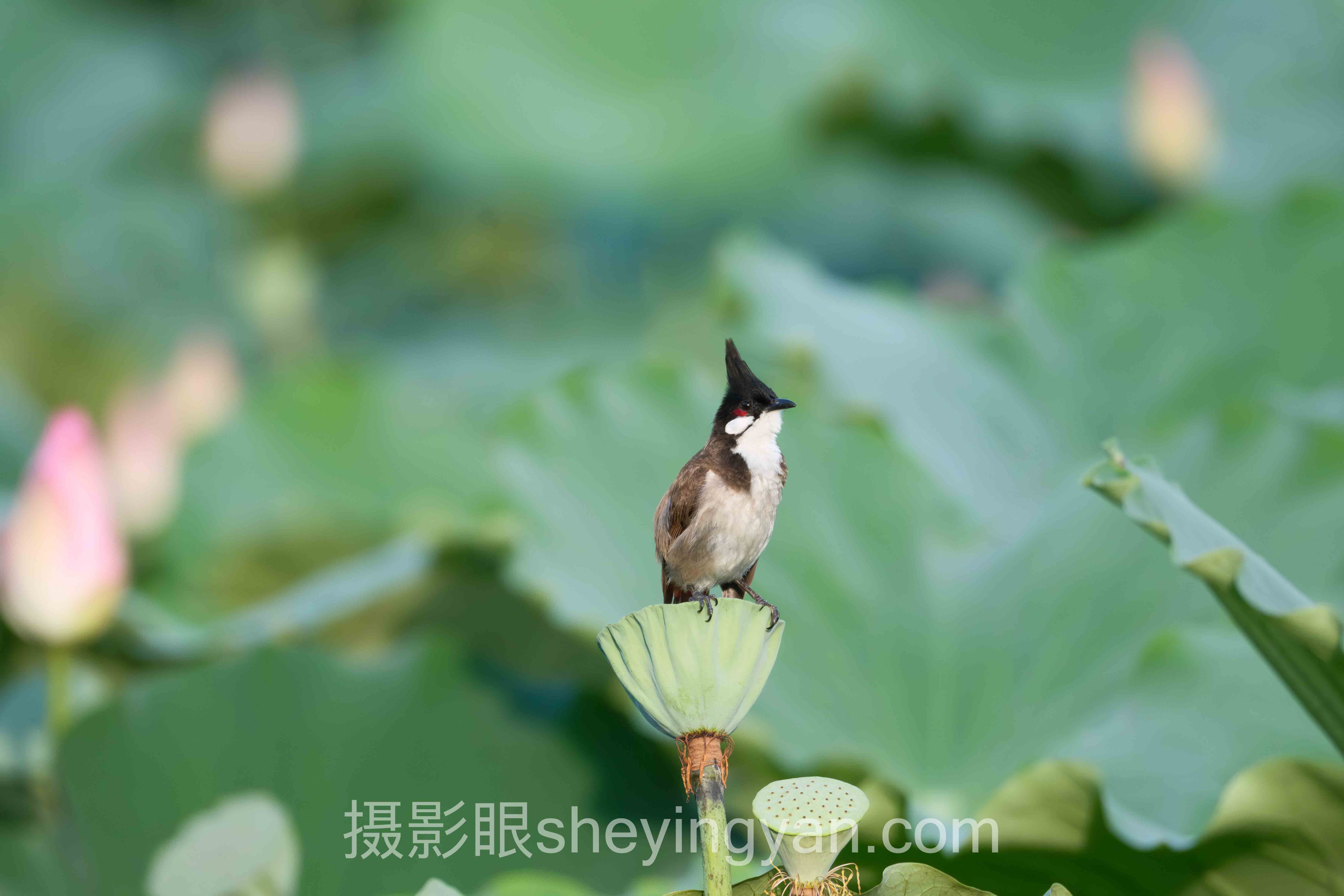 摄影自学避坑指南：7个关键要点全梳理