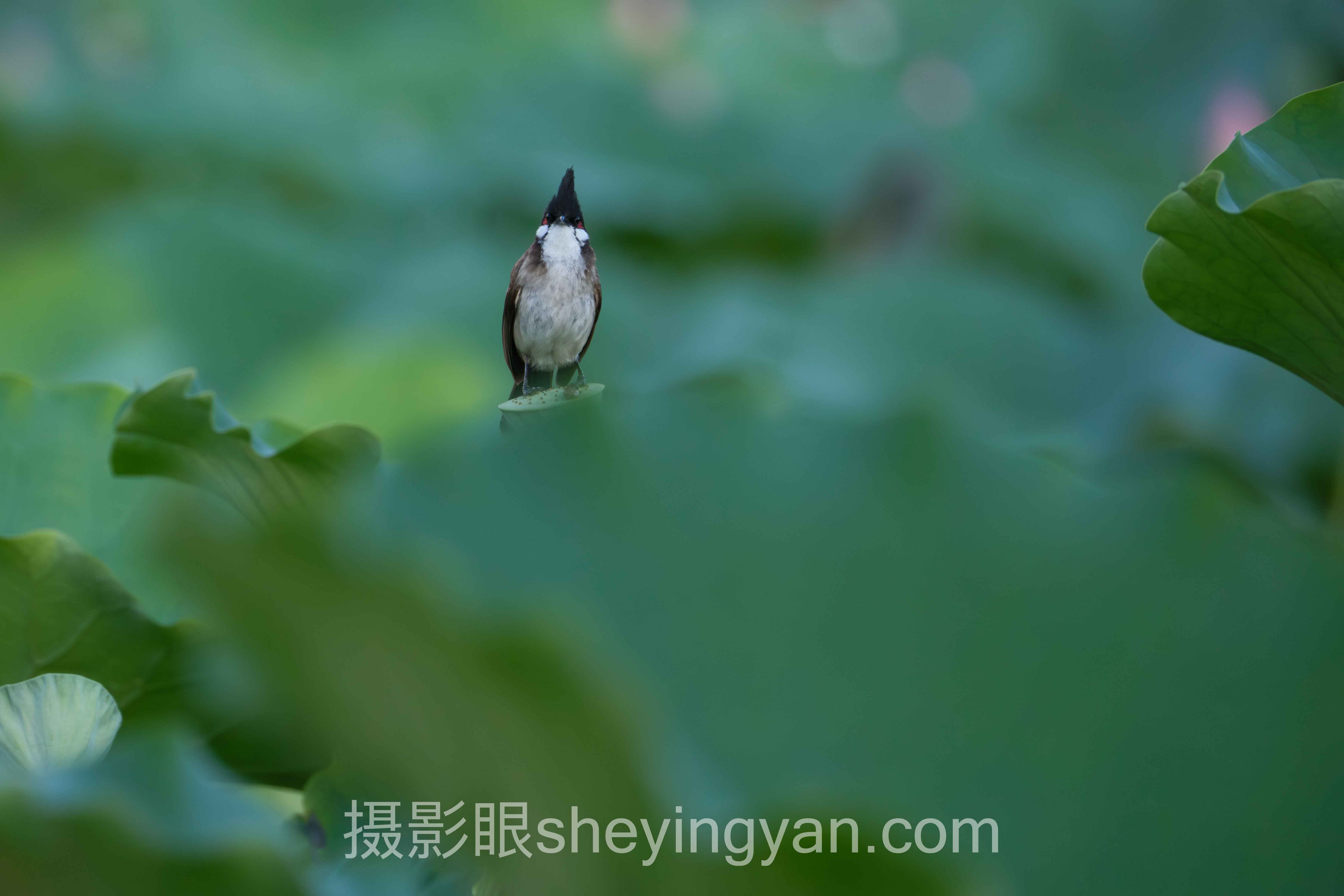 专家深度解读：儿童摄影风格有哪些？四大趋势与机遇挑战