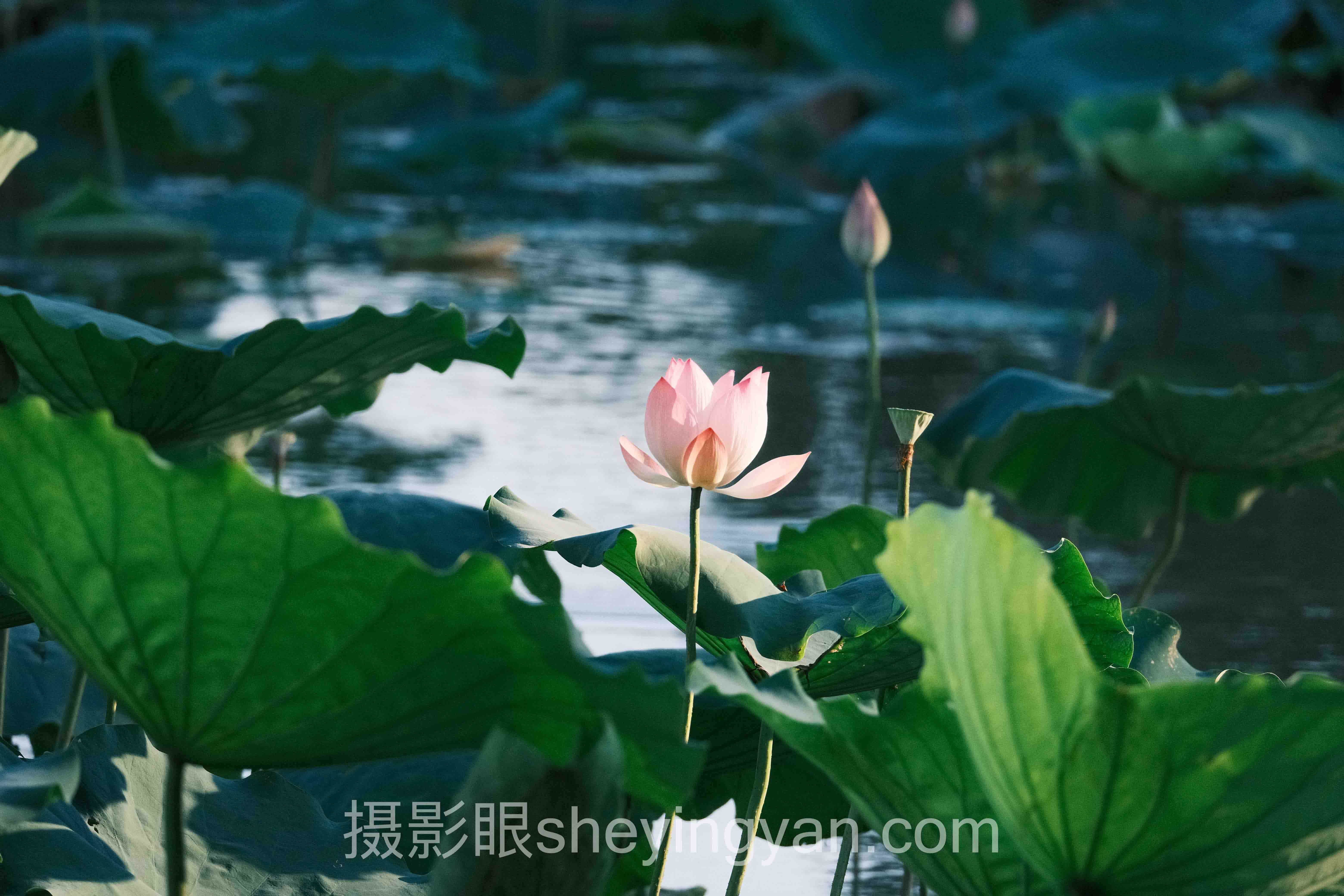 光影进阶课案例：侧光人像质感塑造