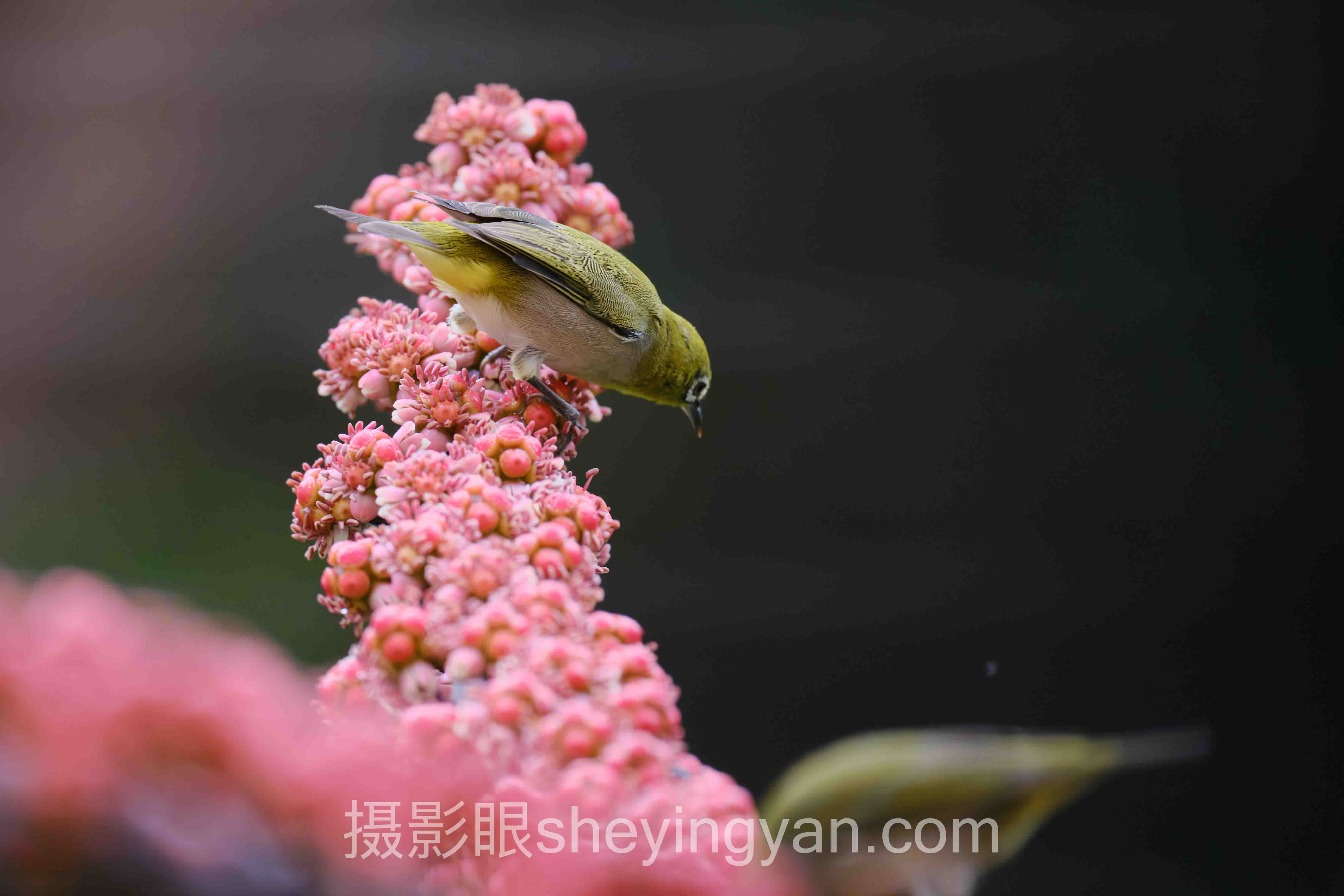 摄影后期调色技巧