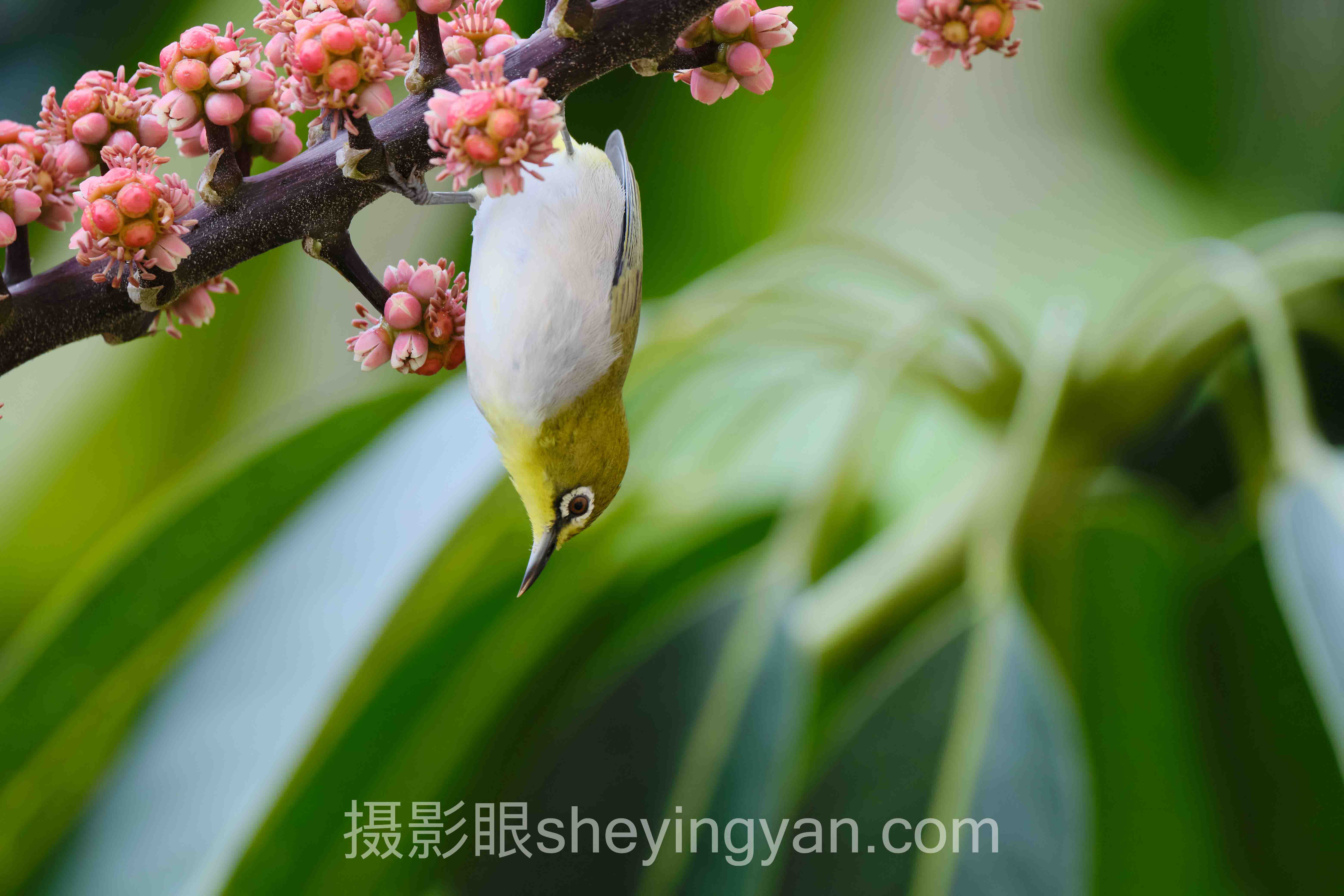 人像摄影成长案例