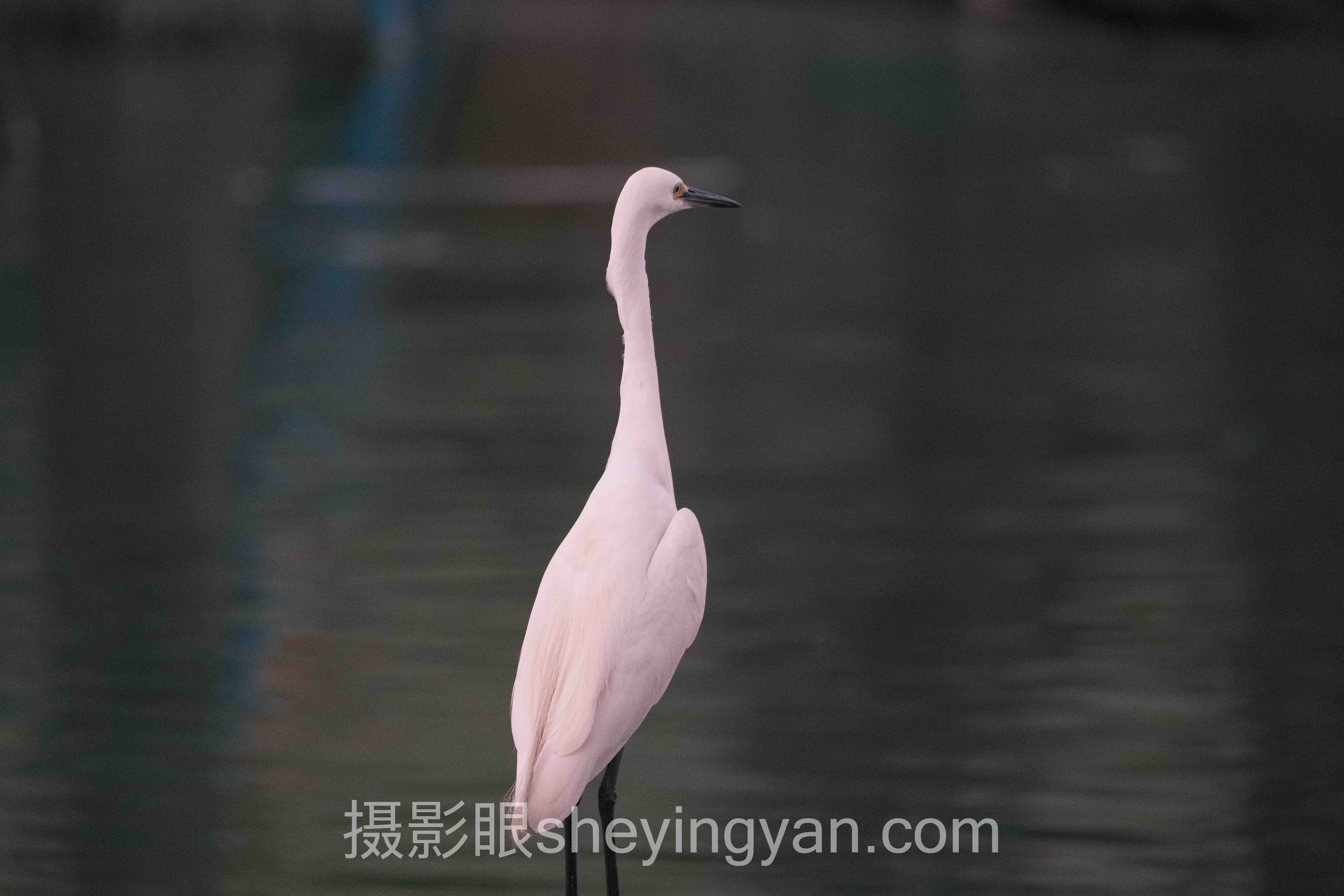 什么是顺光 vs 侧光:人像与风光的实拍对决谁更胜一筹?