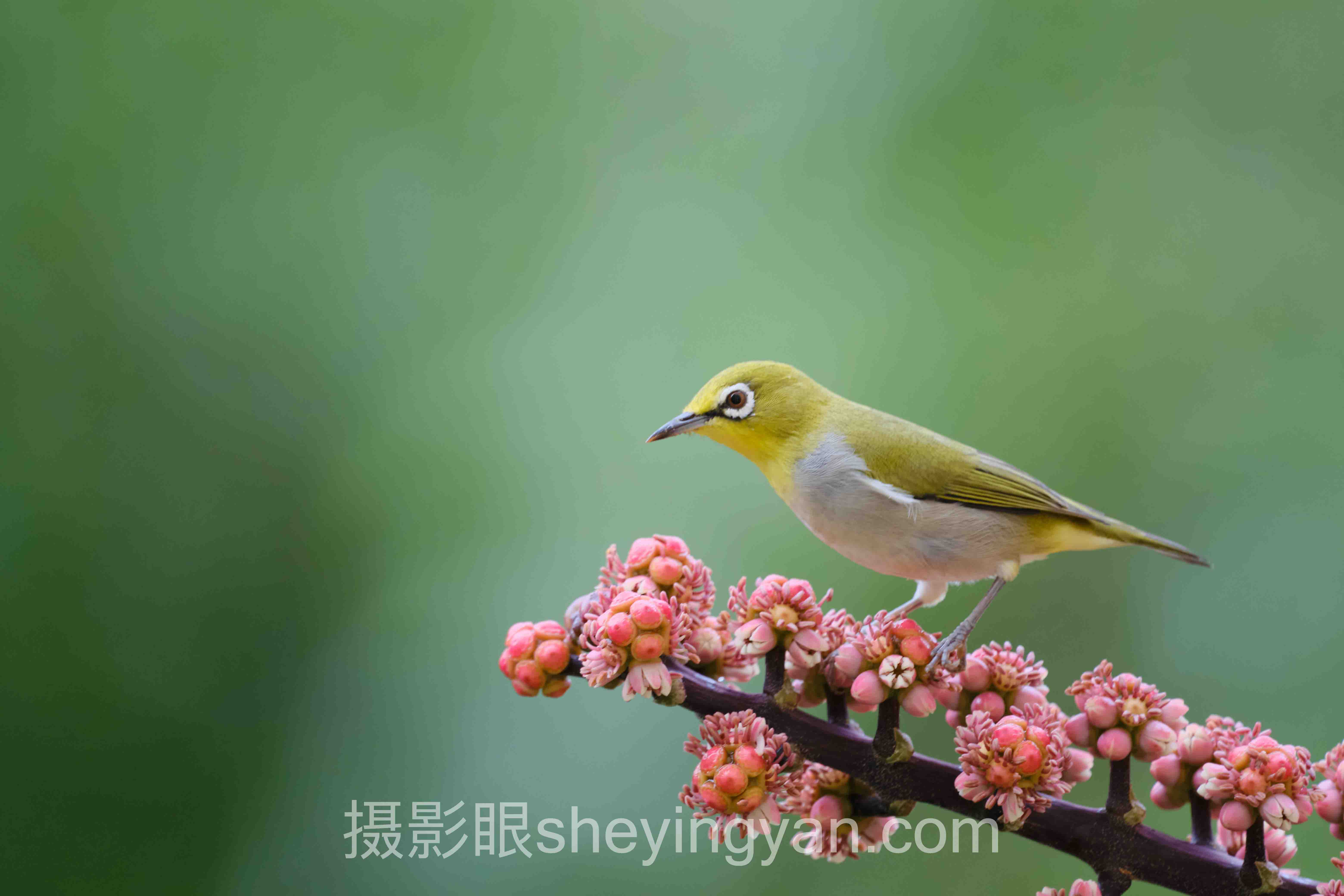 学摄影最容易走的弯路十人谈：多位专家的核心观点汇总