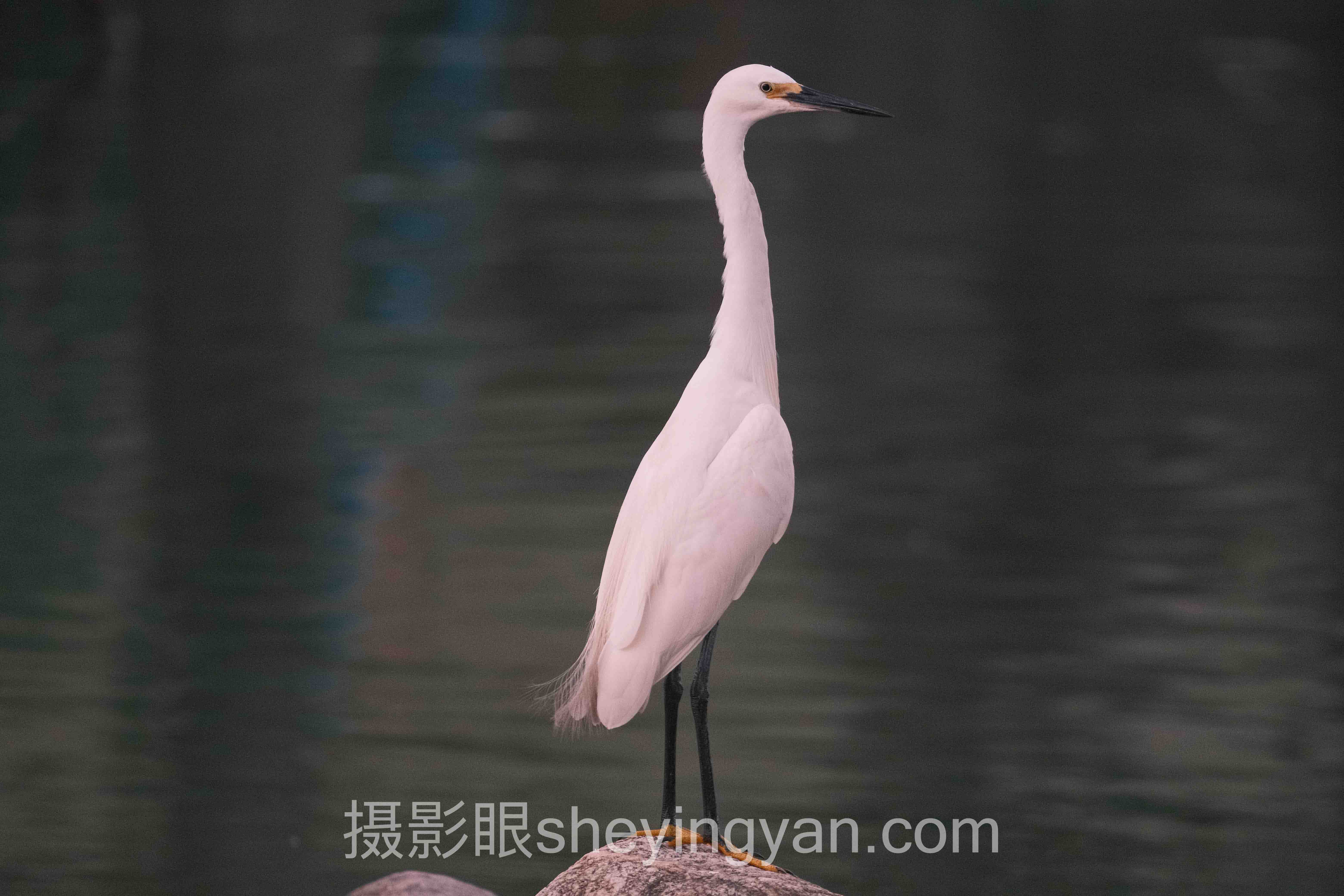选相机镜头卡口不踩坑：多维度对比指南
