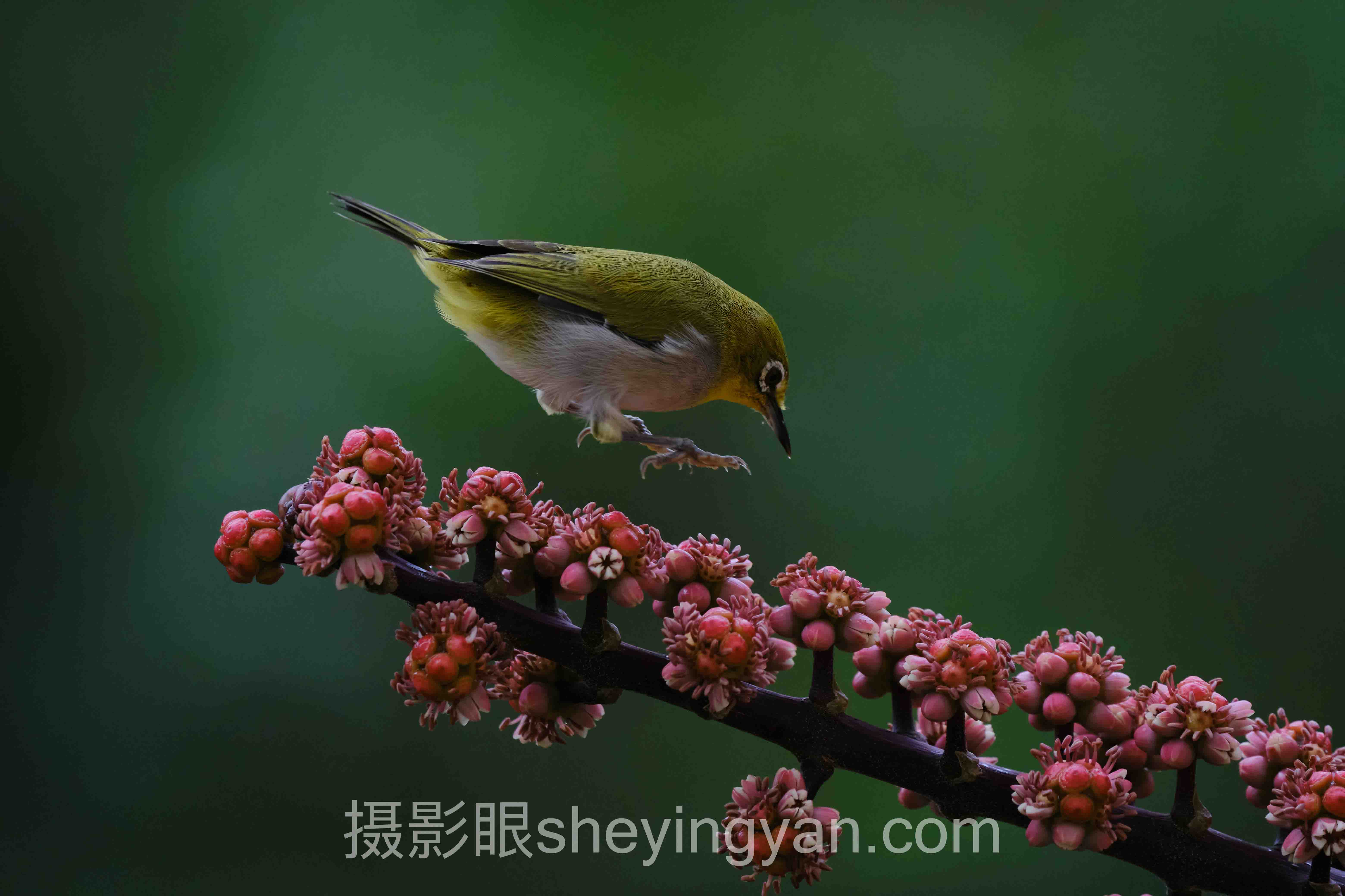 摄影眼注册流程实战案例拆解：3个成功入驻实践的共同规律