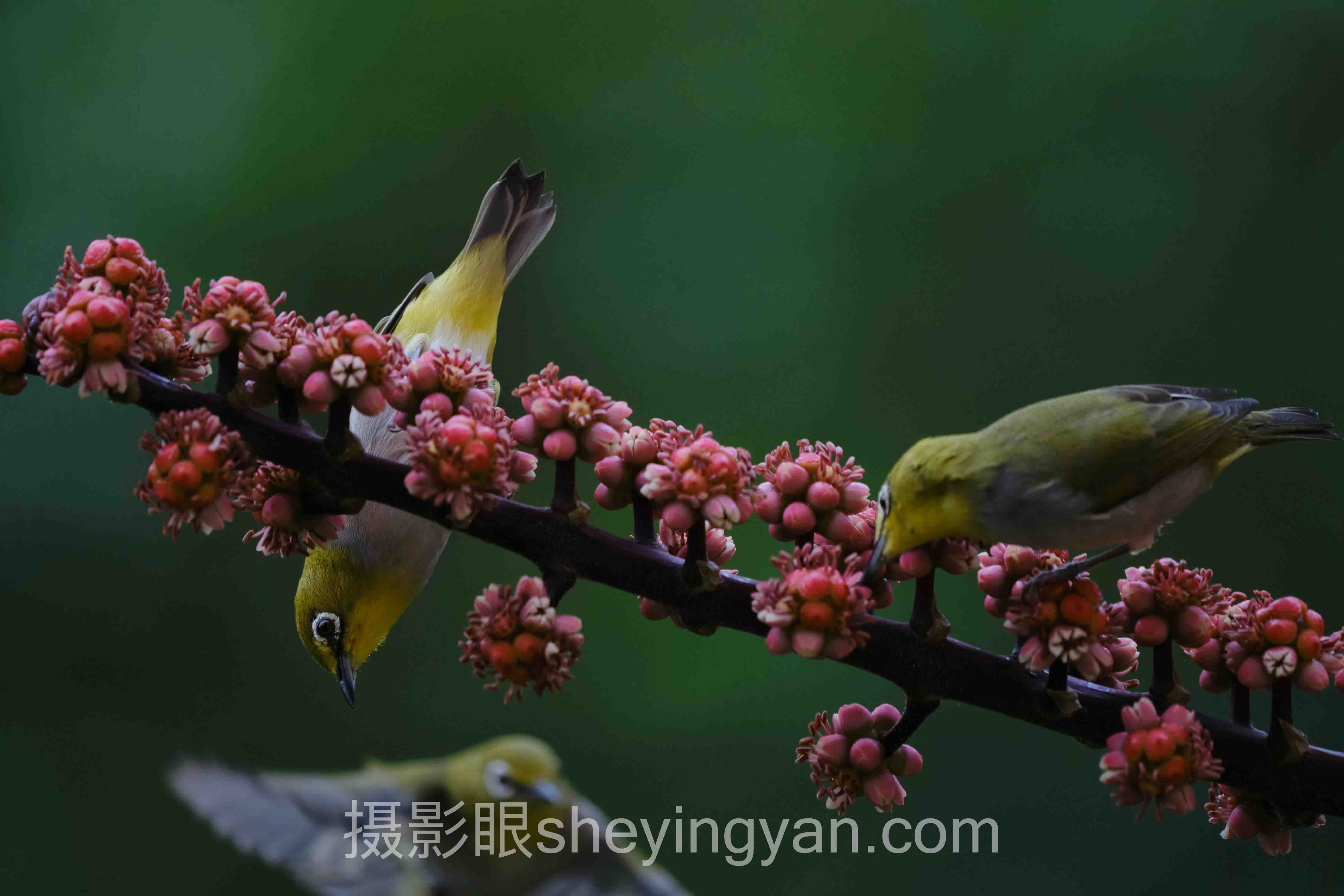 哈苏相机入门选购避坑指南：7个关键要点全梳理