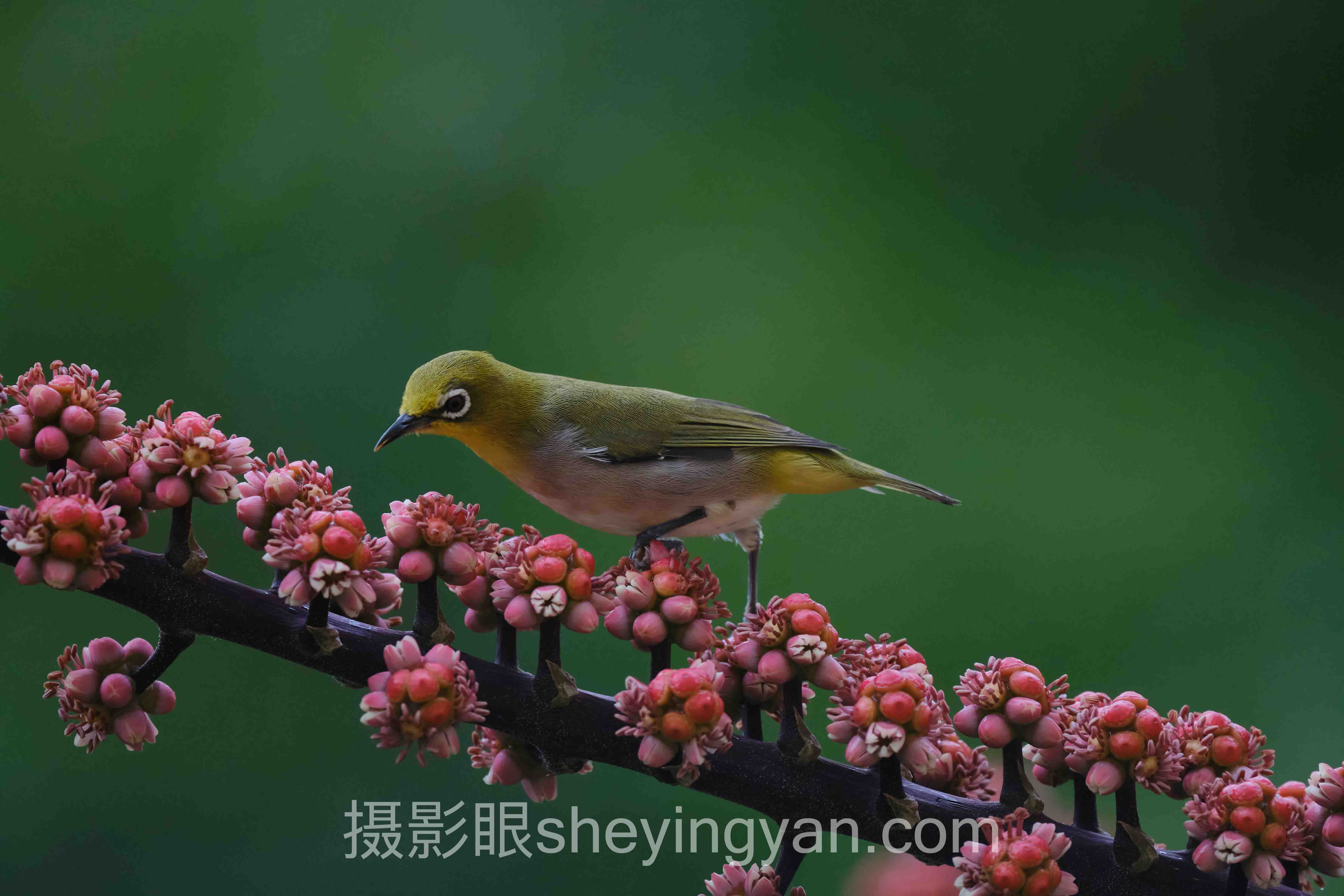 人像摄影后期处理教程主流方案横向对比：哪个更适合你？