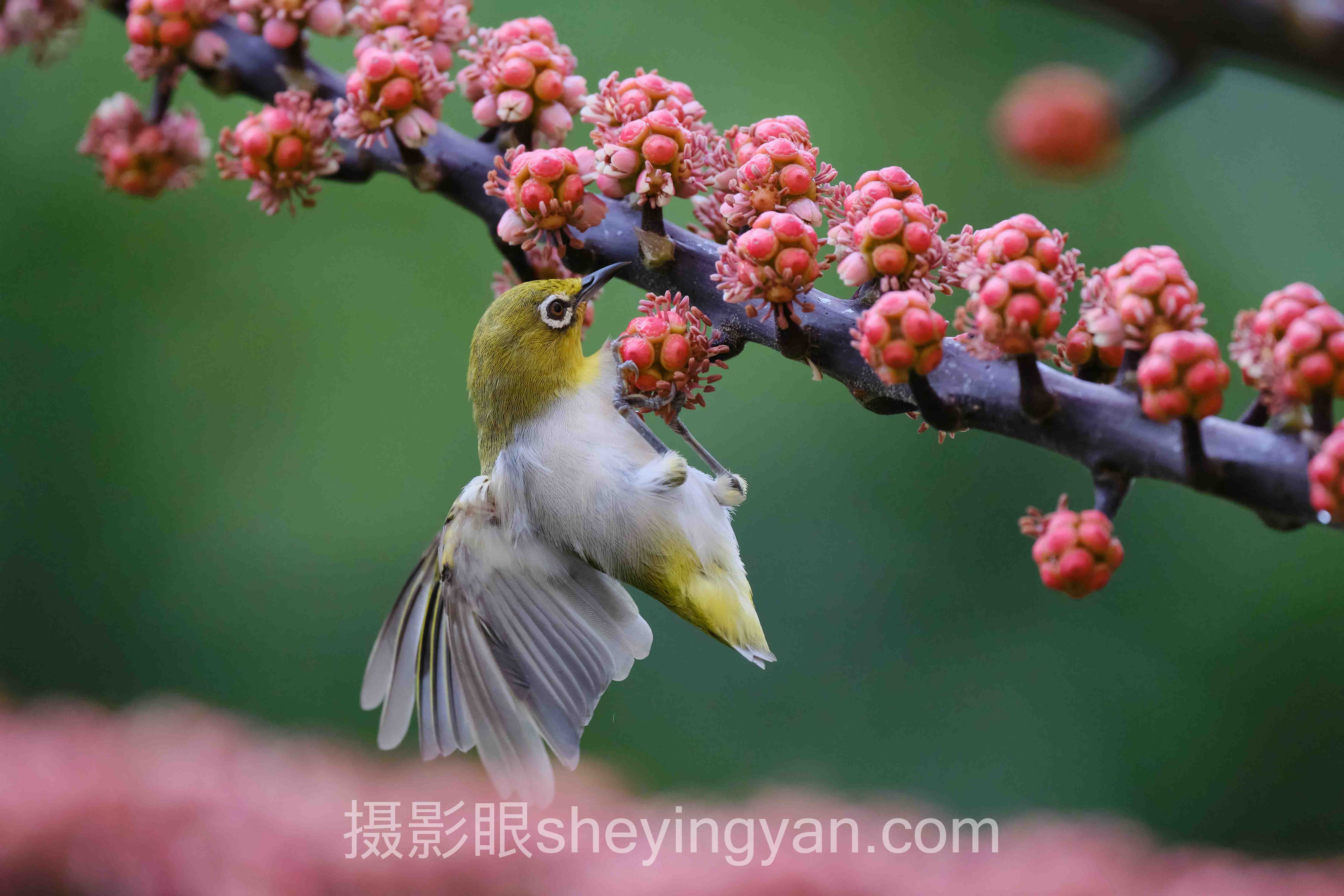 导师 林芳