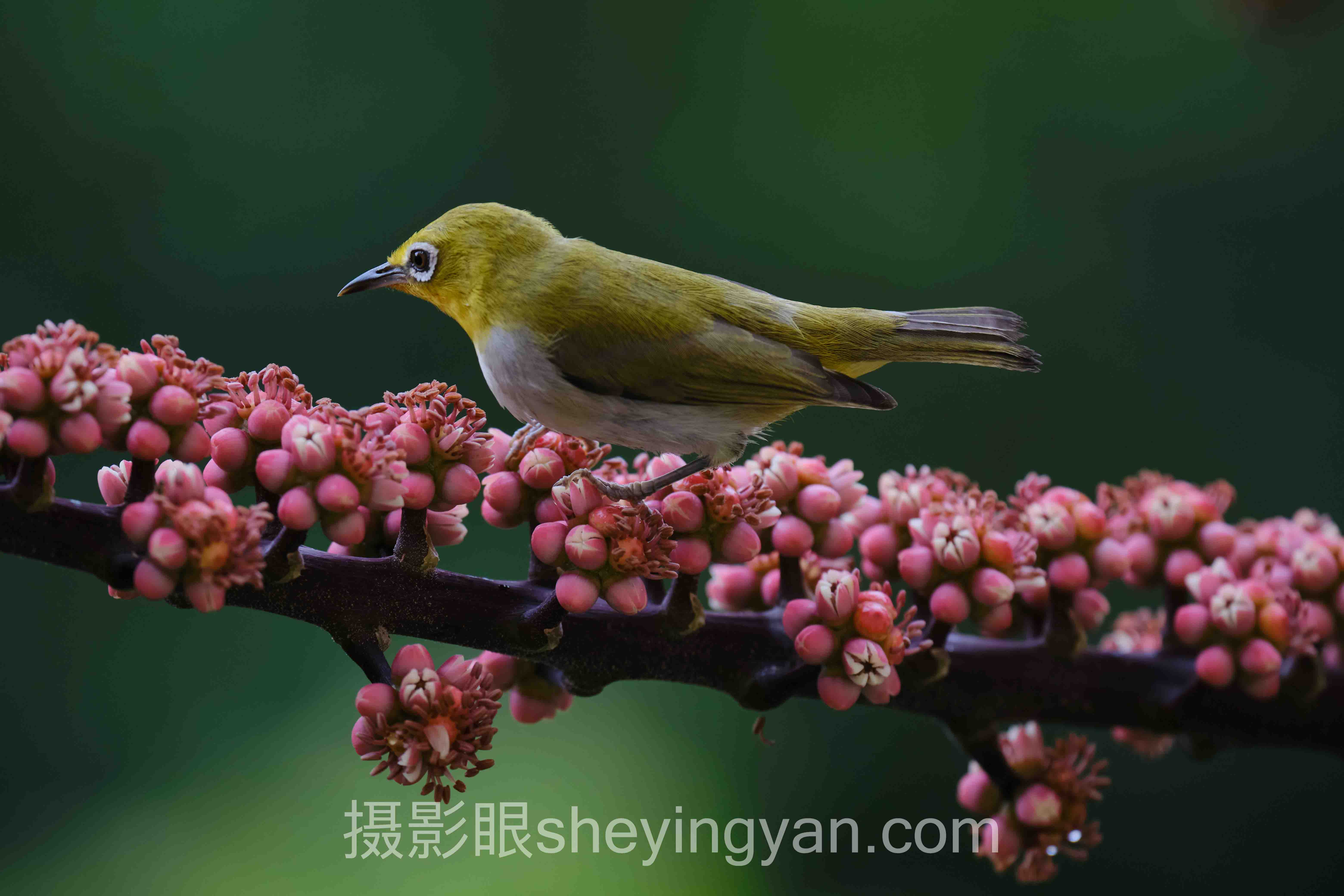 去朦胧怎么用：为什么说它将重塑数字影像的清晰度标准