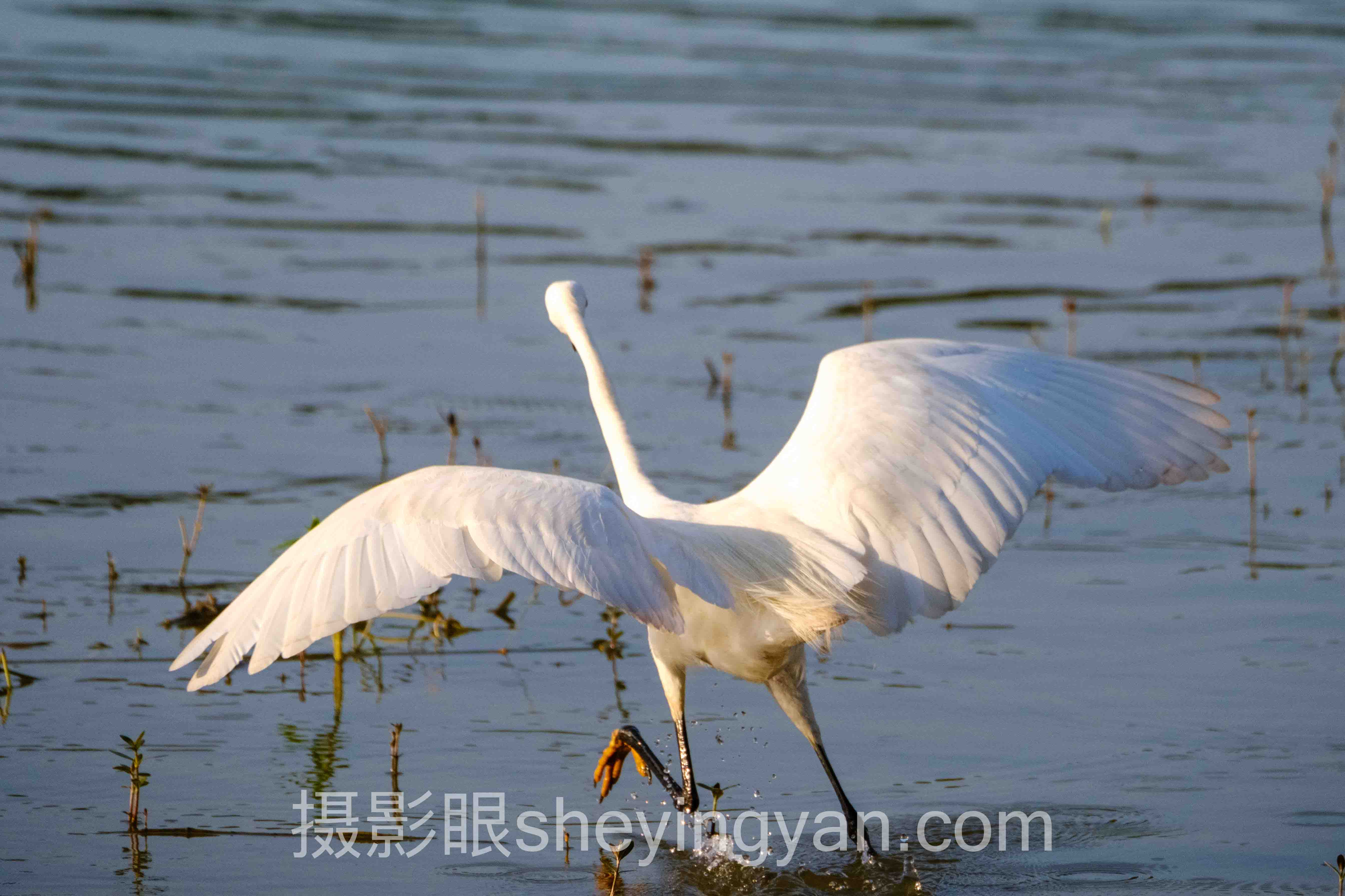 摄影眼永久地址sheyingyan.com：6个视觉机制拆解